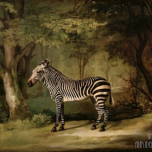 George Stubbs: Zebra (1763) Canvastryck, inramad eller inlindad, gicléefärgad, digitalt remastrad (D4560)