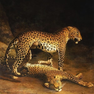 Jacques-Laurent Agasse : Two Leopards Lying in the Exeter (1808) Canvas Gallery Wrapped or Framed Giclee Wall Art Print (D6050)