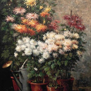 Hubert Bellis : Chrysanthemums (date unknown) Canvas Gallery Wrapped Giclee Wall Art Print Digitally Remastered (D6040)