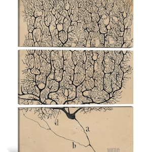 santiago-ram-n-y-cajal-purkinje-brain-cell-drawing-study-of-a
