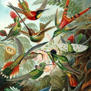 Ernst Haeckel - Kunstformen der Natur -  Hummingbirds and Trochilidae (1899) Canvas Gallery Wrapped or Framed Giclee Wall Art Print (D6045)