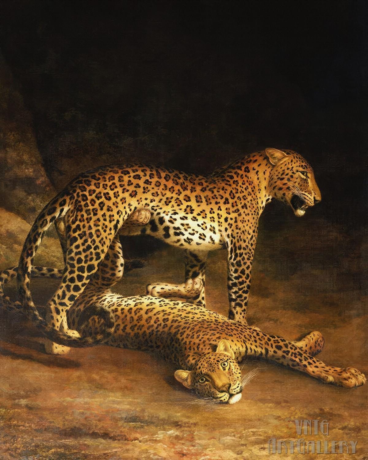 Deuxieme Classe BRENTA LEOPARD ポインテッド Jacques-laurent Agasse : Two Leopards Lying in the Exeter (1808