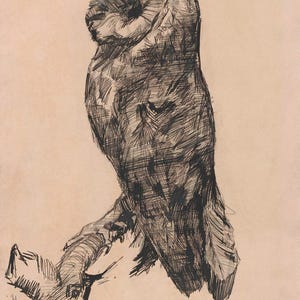Vincent van Gogh : Barn Owl Viewed from the Side (1887)  Canvas Gallery Wrapped or Framed Giclee Wall Art Print Digitally Remastered (D6045)