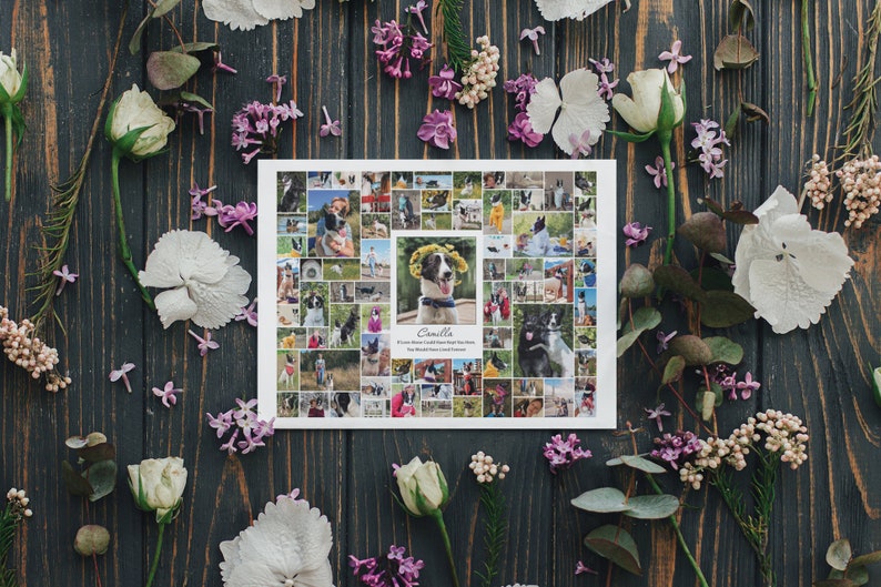 May include: A collage of photos of a black and white border collie dog called Camilla. The photos are arranged in a grid pattern and show the dog in various settings, including outdoors, indoors, and with other people. The text "Camilla" is printed in the centre of the collage, along with the words "From the moment I laid eyes on you, my heart knew you were home. You would steal my heart and I'd love you forever."