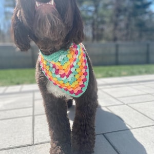 May include: A brown dog wearing a colorful crocheted bandana with green, orange, pink, and yellow colors. The bandana is tied around the dog's neck.