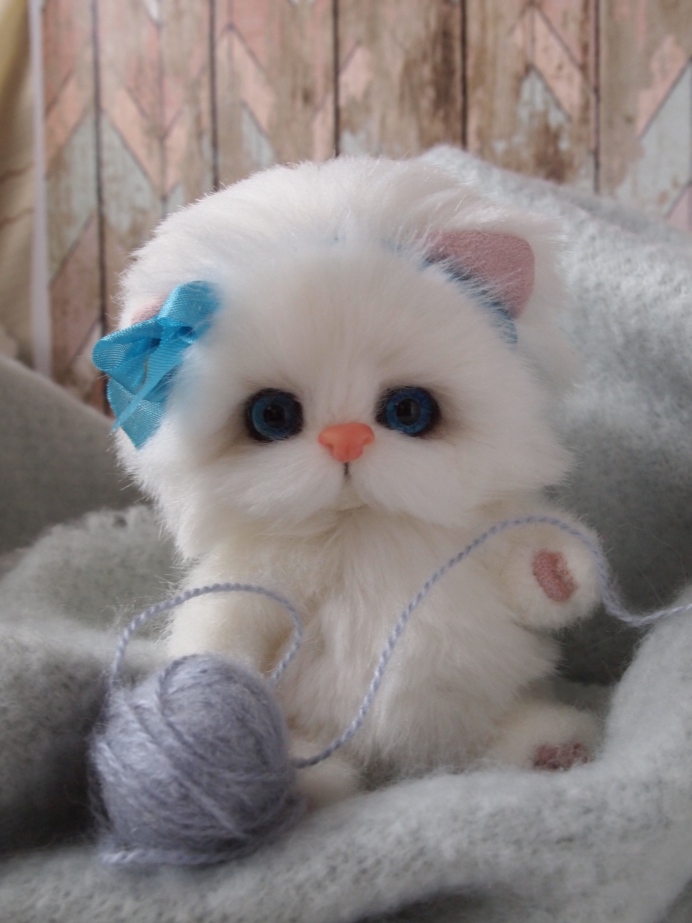 teddy cat