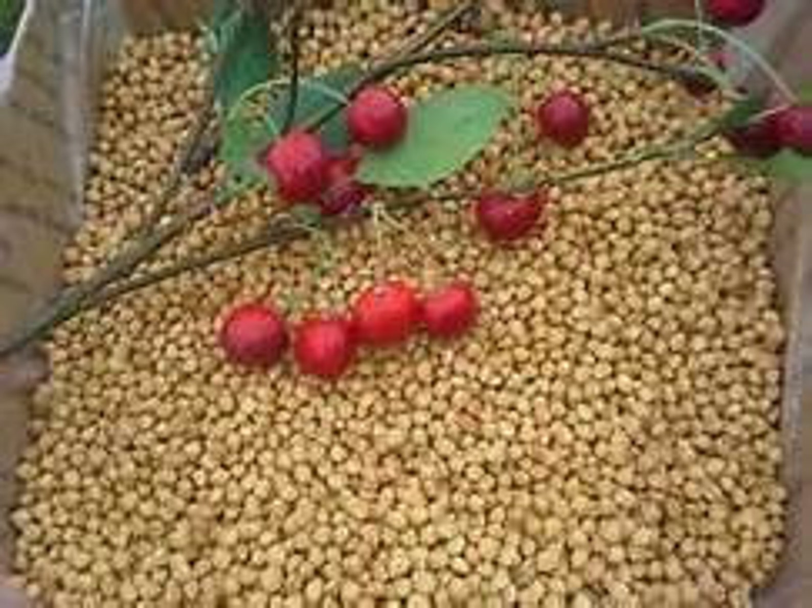 Craft Cherry Pits FREE SHIPPING All Natural Dried Cherry Pit Etsy
