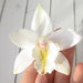 see more listings in the Orchids section