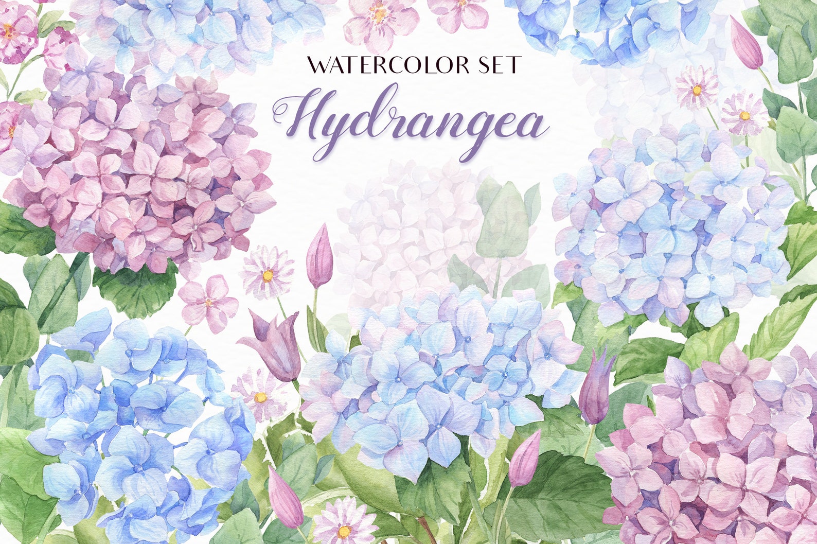 Watercolour гортензия