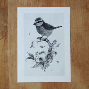 Kunstdruck - Blaumeise - A4/A5, Poster, Bleistift, Zeichnung, Wald, Tiere, Natur, Vogel