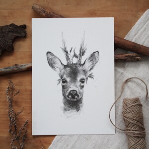 May include: A black and white pencil drawing of a deer's head with antlers. The deer is looking directly at the viewer.
