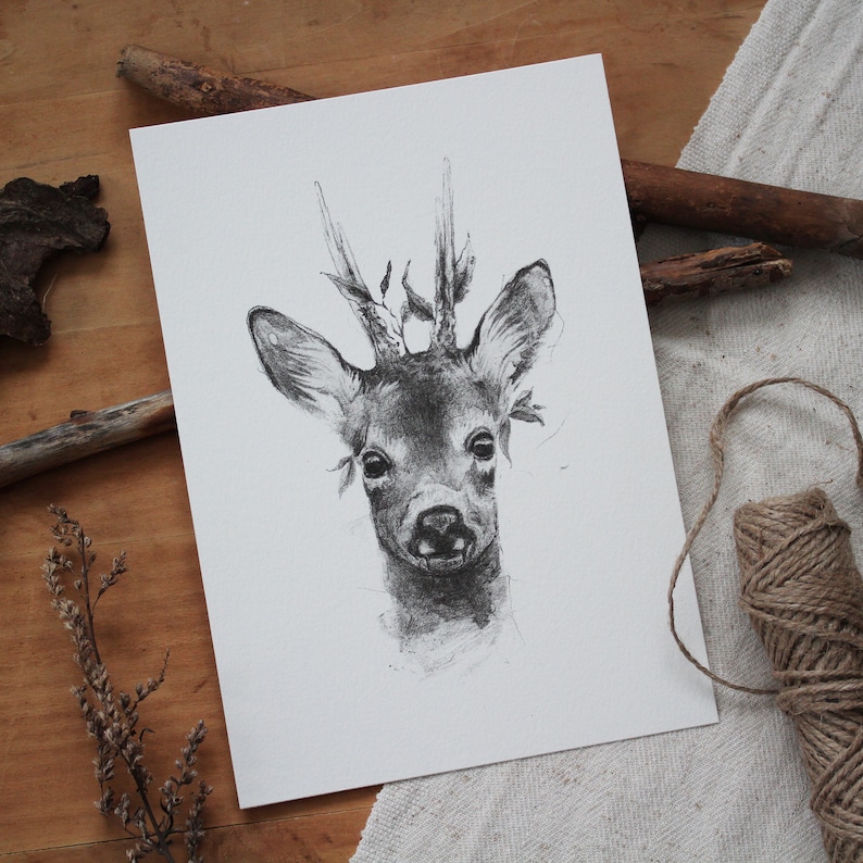 May include: A black and white pencil drawing of a deer with antlers. The deer is looking directly at the viewer. The drawing is on a white background.