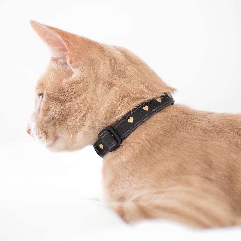May include: A close-up of a light brown cat wearing a black collar with gold heart-shaped accents. The cat is looking to the left of the frame.