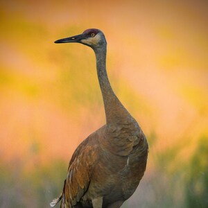 Sandhill Crain
