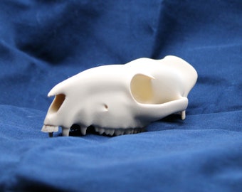 3d Printed Eohippus Skull