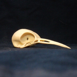 3d Printed Woodpecker Skull