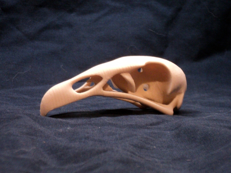 3d Printed Turkey Vulture Skull Etsy