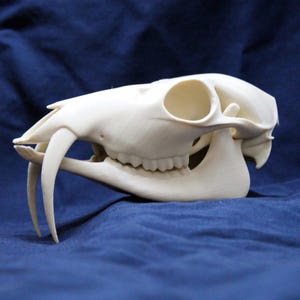 3d Printed Musk Deer Skull