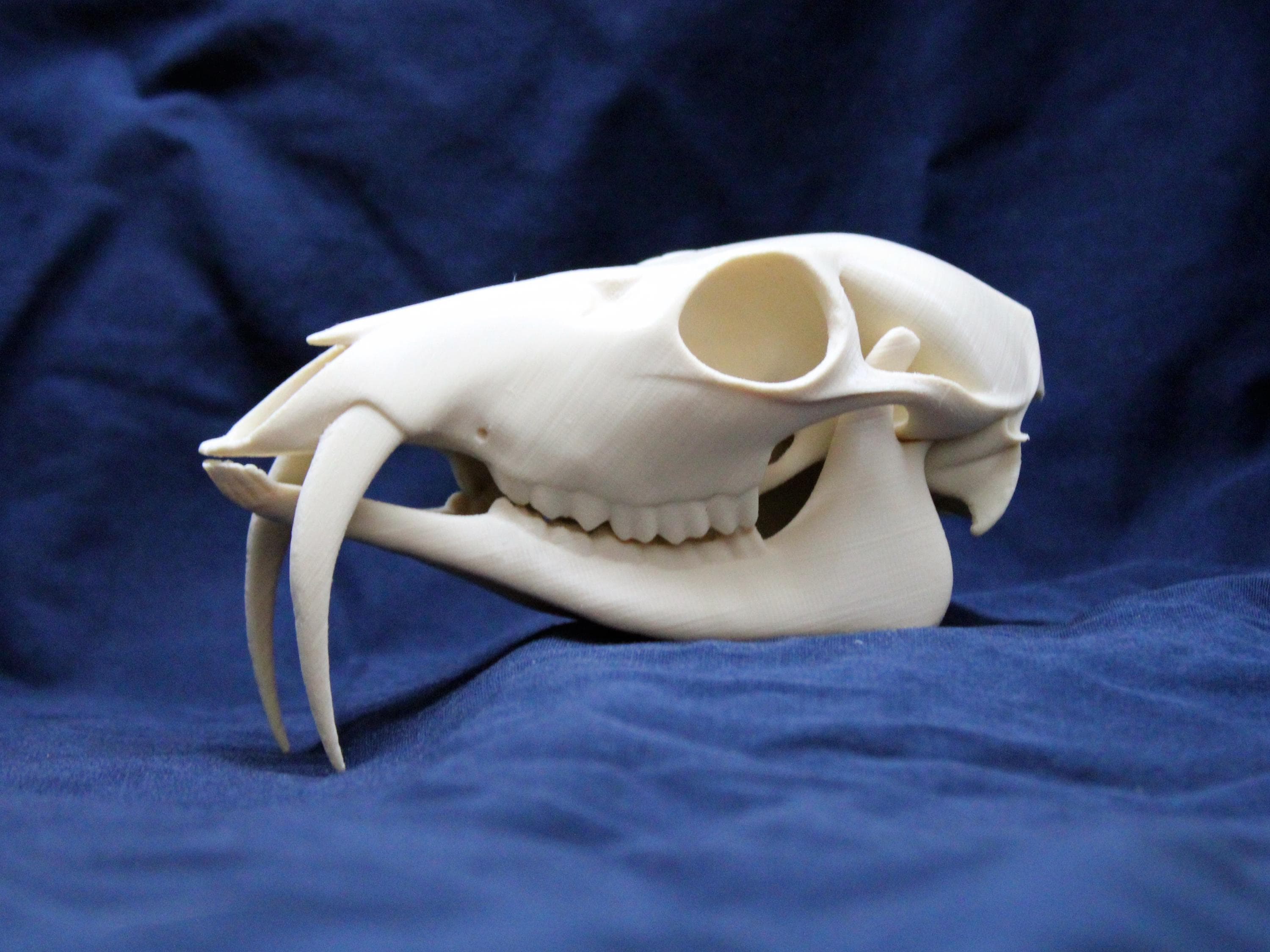 Musk deer skull - Etsy 日本