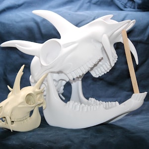 3d Printed Hoplitomeryx Skull