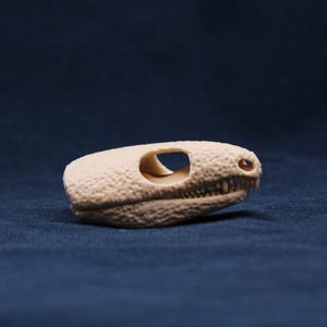 3d Printed Captorhinus Skull