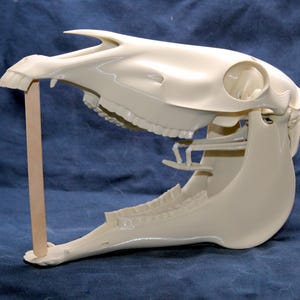 3d Printed Horse Skull with Hyoid