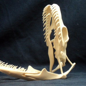 May include: A white plastic replica of a snake skull with a hinged jaw. The skull is detailed with teeth and bone structure.