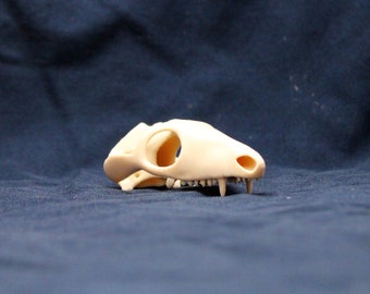 3d Printed Thrinaxodon Skull