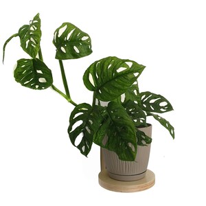 Pflanzenständer, Floating Plant Stand, Holz Pflanzenständer, Floating Regal, Schwebende Wand regal, moderne Regal, minimalistisches Ledge Regal, Dekor