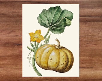 Modern pumpkin still-life wall art featuring Halloween gourd. Classic vegetable poster autumn botanical.