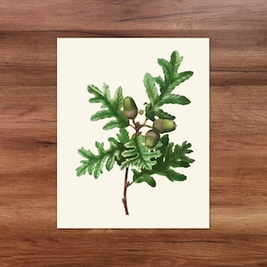 Vintage acorn botanical printable wall art. Looks great with cottagecore, traditional, and rustic cabin decor.