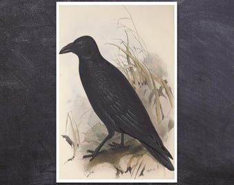 Black Raven Art Print: Gothic Halloween Decor (Digital Download)