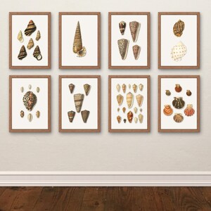 May include: Eight framed prints featuring detailed illustrations of various seashells. The shells are depicted in shades of brown, beige, and cream against a neutral background. The frames are a warm brown color, adding to the vintage aesthetic.