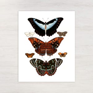 Estampa de borboleta boho colorida para uma decoração de parede boho charmosa. Arte vintage com insetos e um toque japonês.