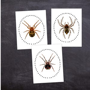 Spider Art Print | Halloween Spider Print | Horror Decor | Morbid Art | Goth Aesthetic | Macabre Printable | Minimalist Horror Art