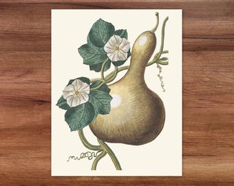 Gourd art autumn botanical print. Instant download autumn boho art.