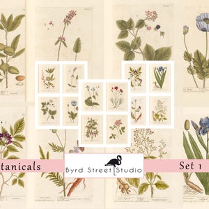 Botanical Flowers and Herbs, Set 1, Junk Journal, Handmade Journal, Field Guide, Pages and Cards, Digital Download