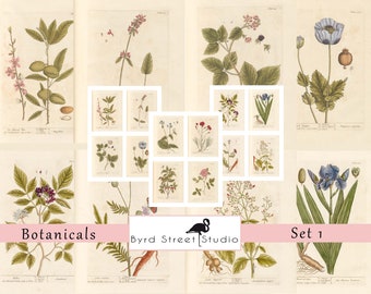 May include: Set of 12 vintage botanical illustrations featuring various flowers, plants, and leaves. The illustrations are in a muted color palette of greens, browns, and blues. The illustrations are labeled with the scientific names of the plants. The title "Botanicals" and "Byrd Street Studio" are at the bottom of the image. The text "Set 1" is at the top right of the image.