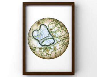 Freshwater Algae and Bubble Microscope Image with Frame