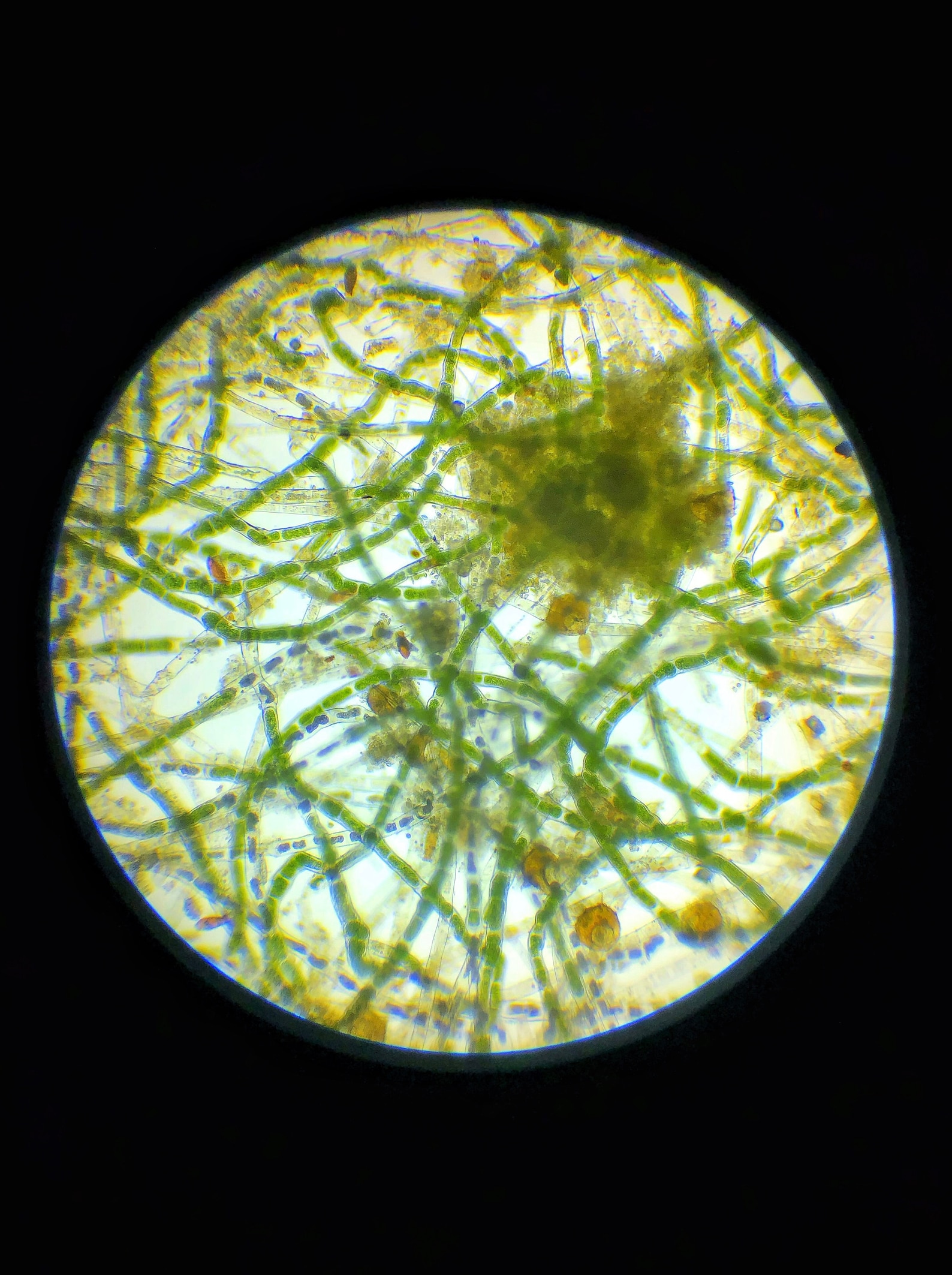 Green Hair Algae Cluster Microscope Image Print Etsy