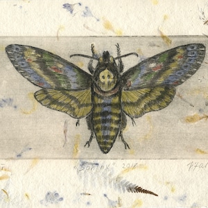 Original engraving &quot;death&#39;s-head hawkmoth&quot;,Acherontia atropos,Sphinx skull,printmaking,etching/,death&#39;s-head,butterfly