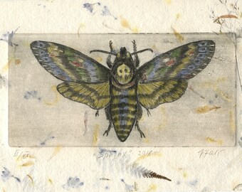 Grabado original "la cabeza de la muerte hawkmoth", Acherontia atropos, Cráneo de esfinge, grabado, aguafuerte / , cabeza de la muerte, mariposa