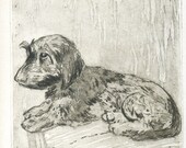 Original engraving quot Brando-Dog-Wirehaired dachshund-dog print-dog-engraving-dachshund-dog etching-Gravure with etch-art print-printmaking
