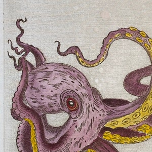 Grabado original Octopus. Octópodos. Pulpo. Pulpo. Kraken. aguafuerte. Grabado imagen 3