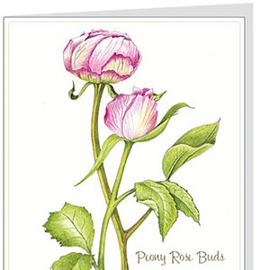 Peony Rose Buds Note Card