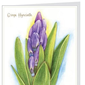 Grape Hyacinth Note Card