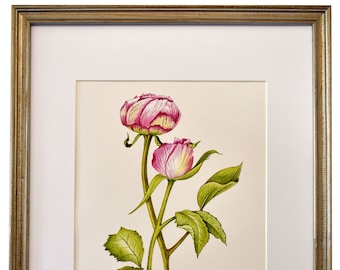 Peony Rose Buds Giclee Print, Framed