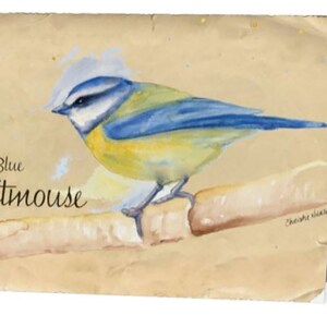 Blue Titmouse Note Card