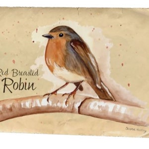 Red Breasted Robin Note Card