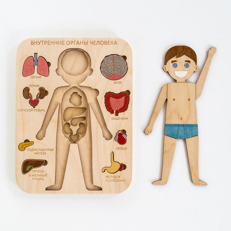 Human body Wooden Internal organs Montessori Anatomy game science play Wooden human body Medical Play Set Homeschooling